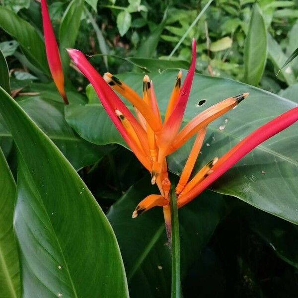 Heliconia Psittacorum Lady Di  (Bulb)