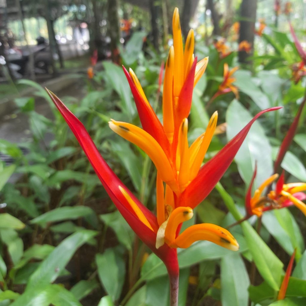 Heliconia psittacorum (Bulb)-myBageecha