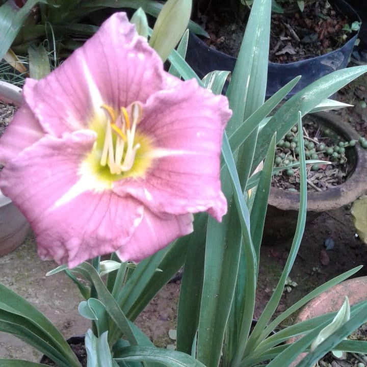 Hemerocallis ‘Court Magician’ flower blooming on plant with slender green foliage in garden