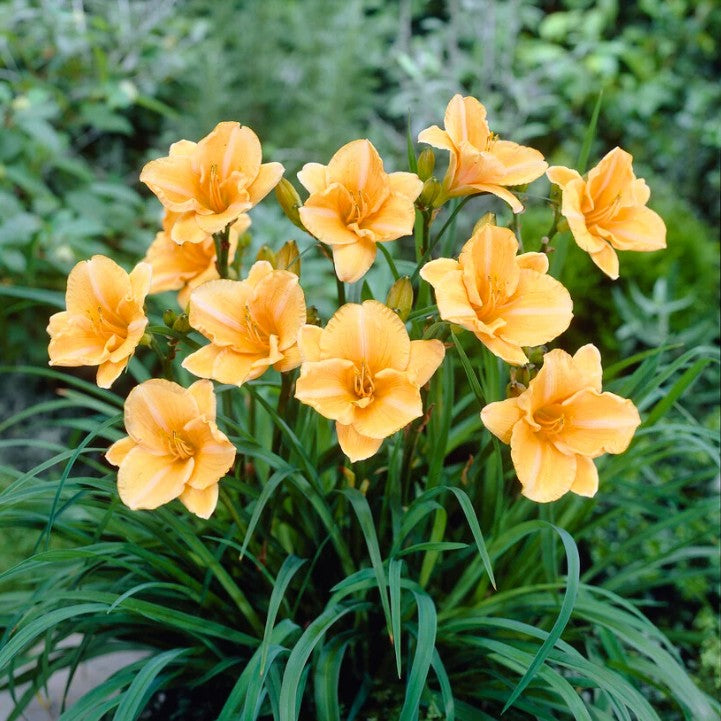 Hemerocallis 'Sombrero Way' (Bulbs)