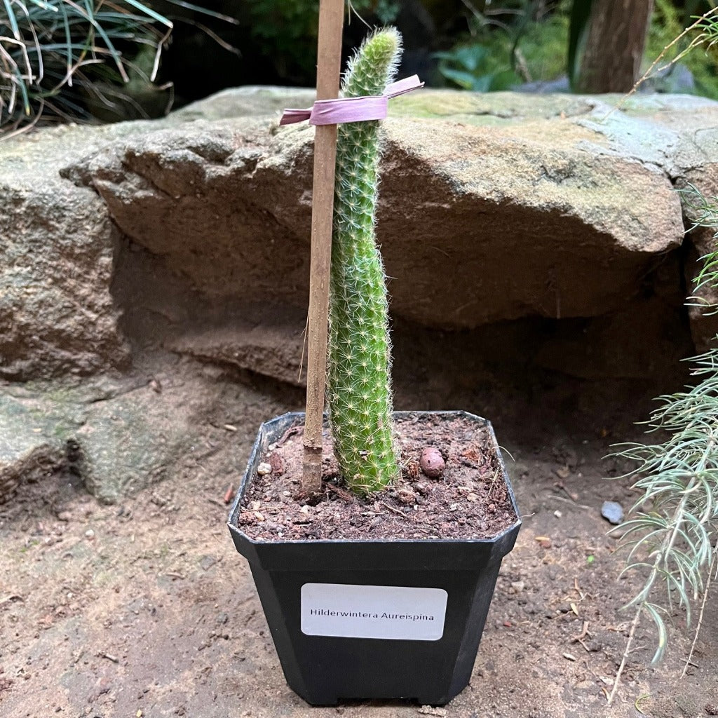 Hilderwintera Aureispina Cactus Plant - myBageecha