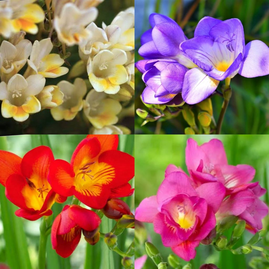 Freesia Holland (Mix bulbs)-myBageecha