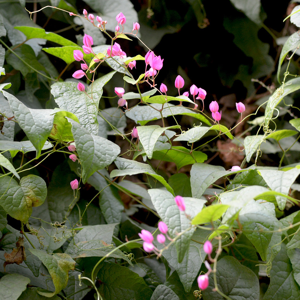 succulent creepers Honolulu Creeper Antigonon leptopus Flowering Climber Plant