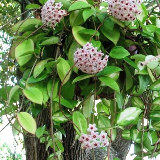 Evergreen Hoyas - Pack of 3 -  Hoya Carnosa Plant + Hoya Incrassata Plant + Hoya Ilagiorum Plant - myBageecha