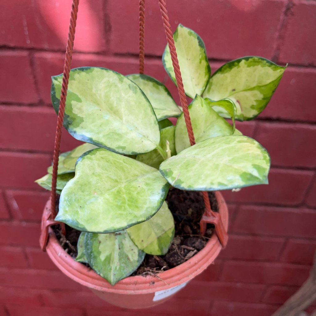 Hoya australis 'Lisa' -myBageecha