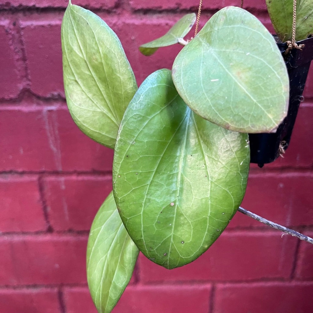 Hoya Chuniana Plant - myBageecha