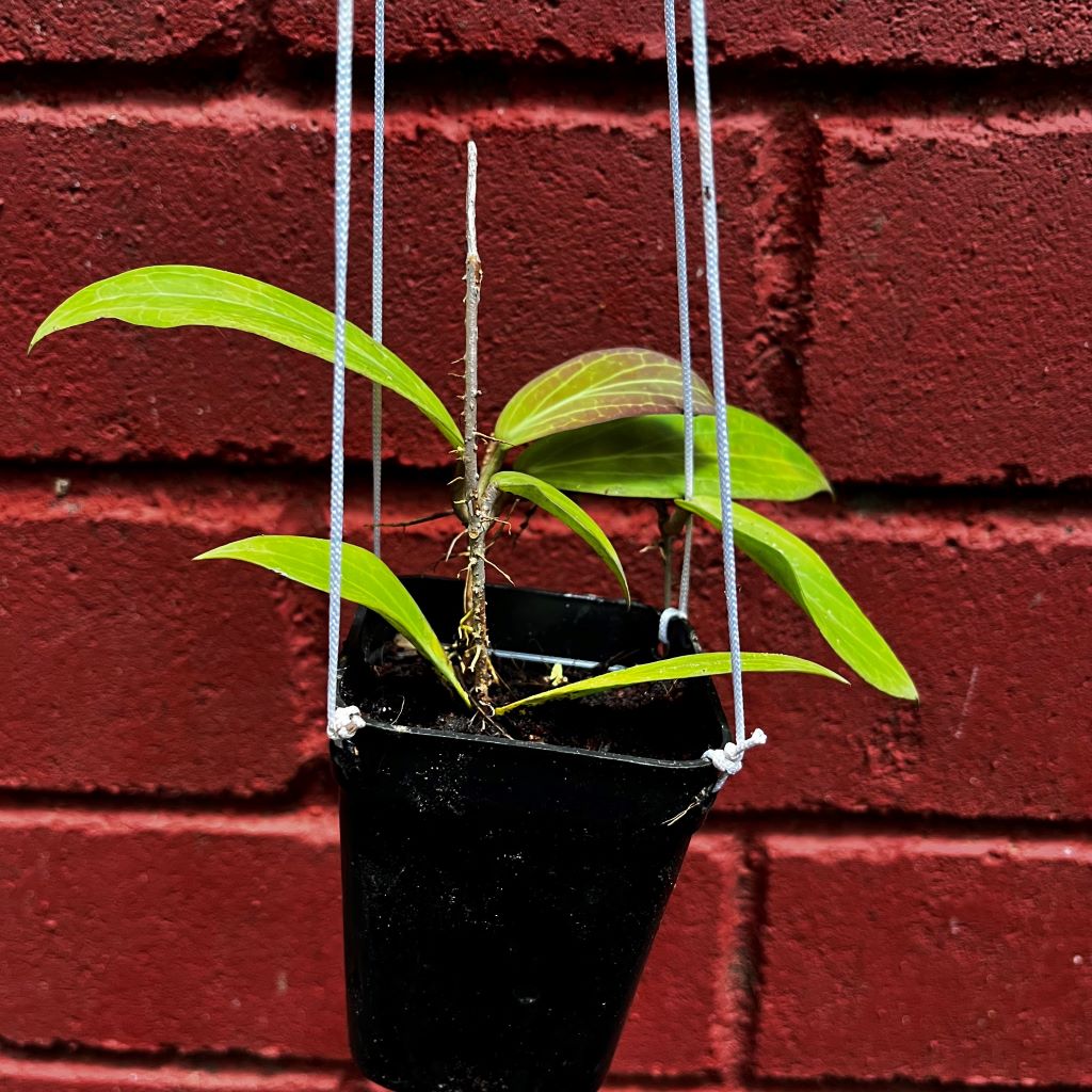 Hoya Cutis Porcelana Plant - myBageecha