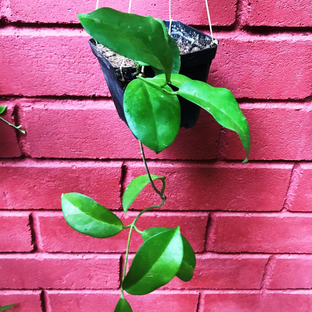 Hoya Dimorpha Plant - myBageecha