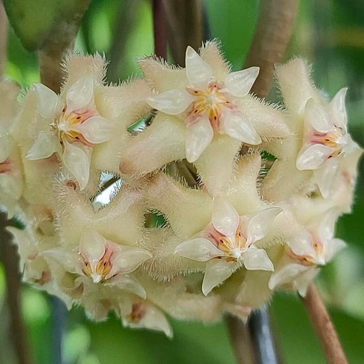 Hoya Erythrina Bajo