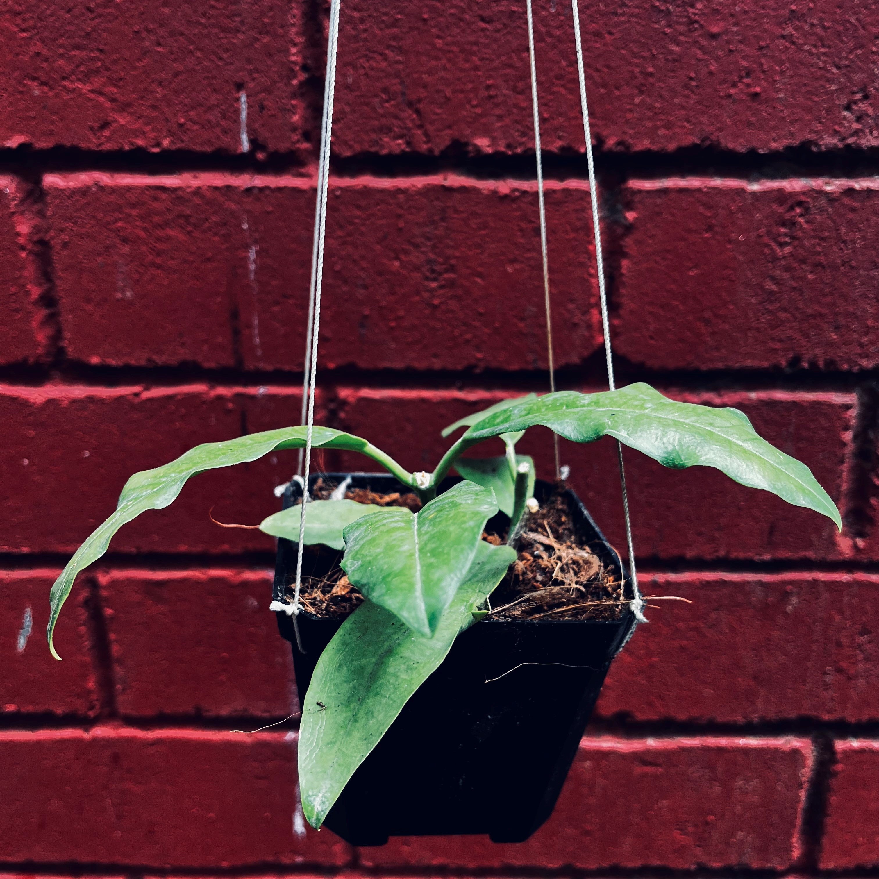 Hoya Imperialis White Plant