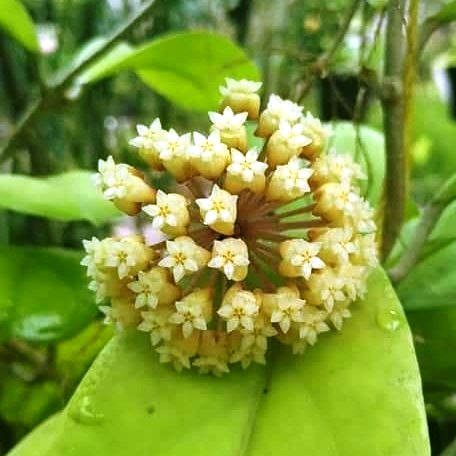 Evergreen Hoyas - Pack of 3 -  Hoya Carnosa Plant + Hoya Incrassata Plant + Hoya Ilagiorum Plant - myBageecha