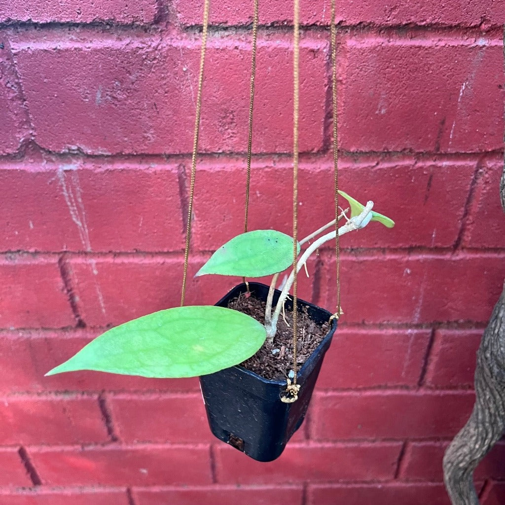 Hoya Jennifer Plant