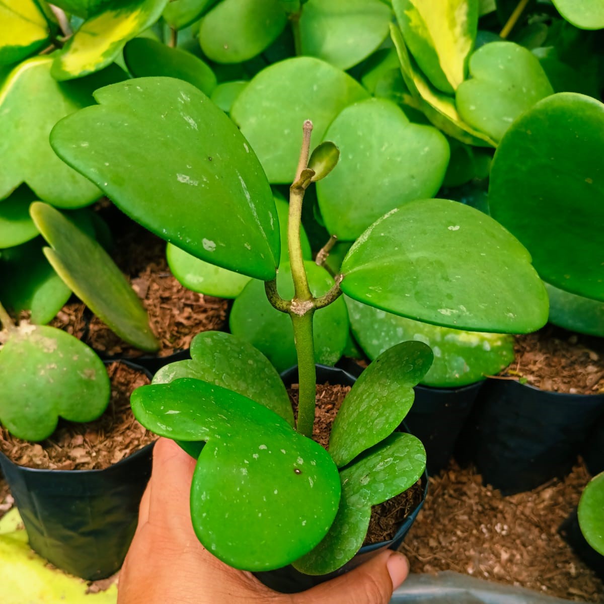 Hoya Kerrii Plant - myBageecha