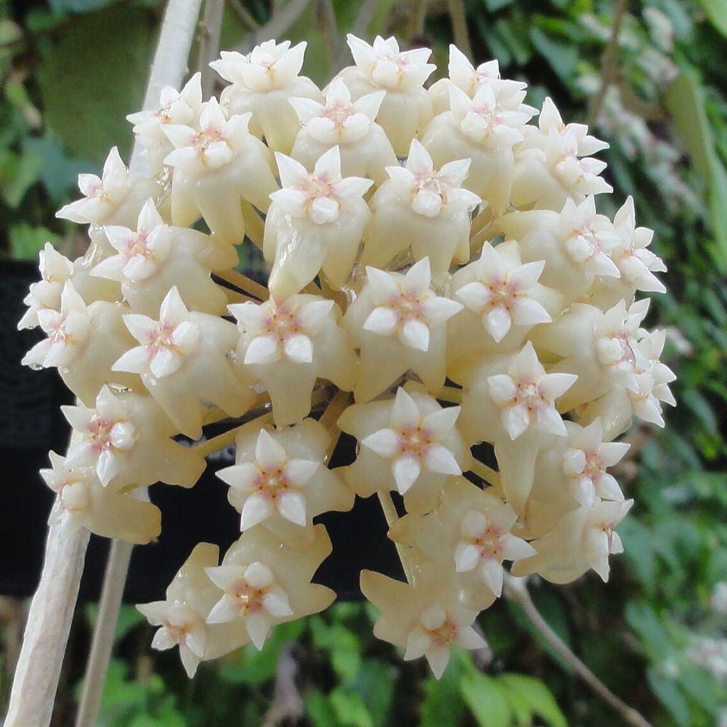 Hoya Latifolia-myBageecha