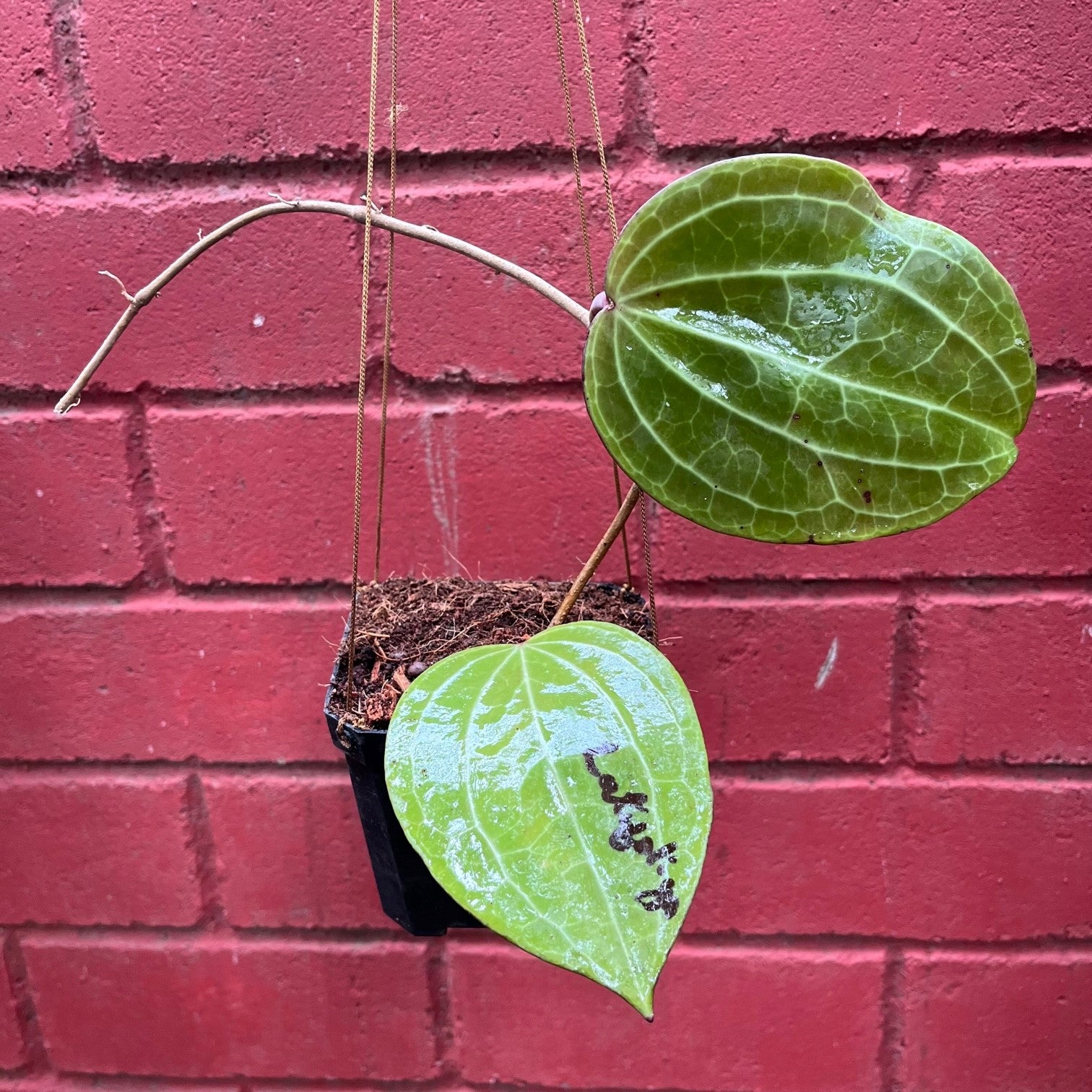 Hoya Latifolia-myBageecha