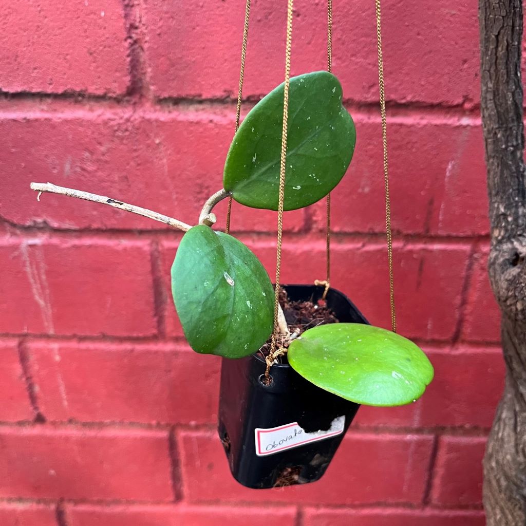 Hoya Obovata-myBageecha