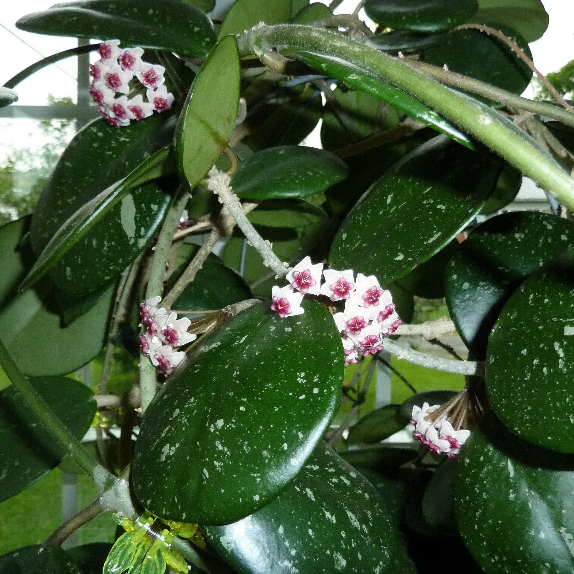 Hoya Obovata Splash Plant