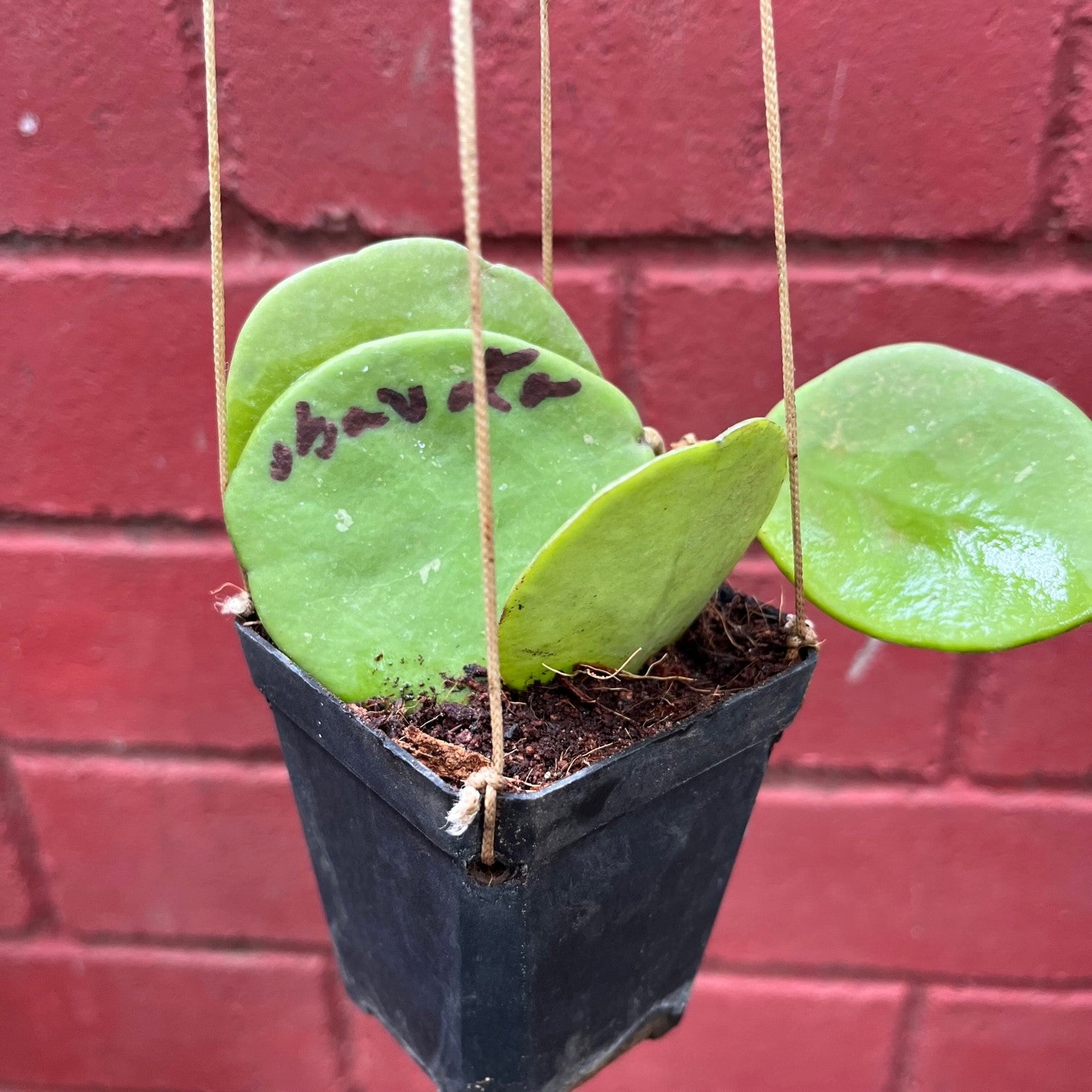 Hoya Obovata Splash Plant