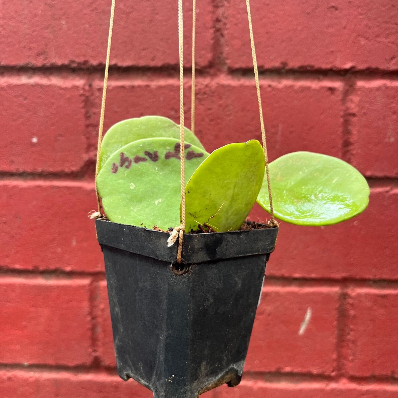 Hoya Obovata Splash Plant