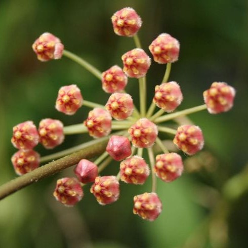 Hoya Pallilimba Plant-myBageecha