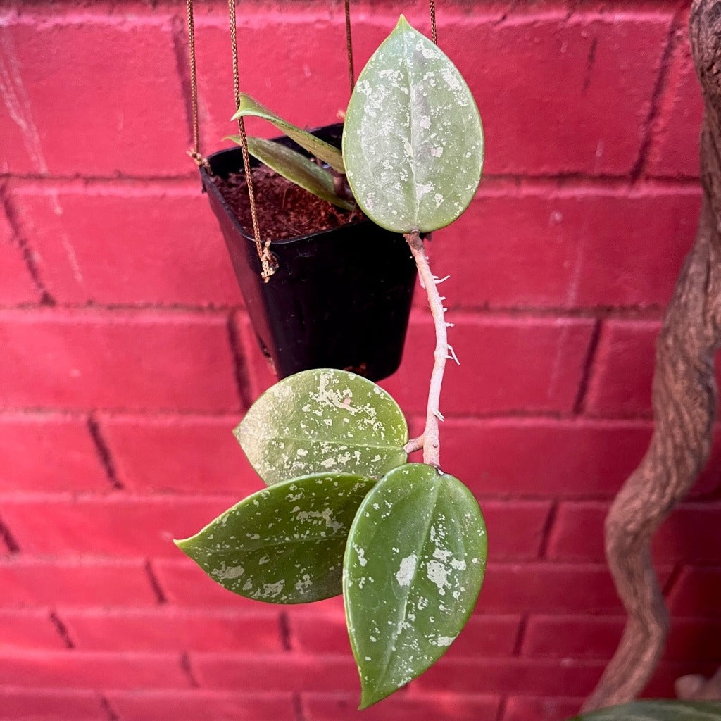 Hoya Parasitica Heart Splash Plant - myBageecha