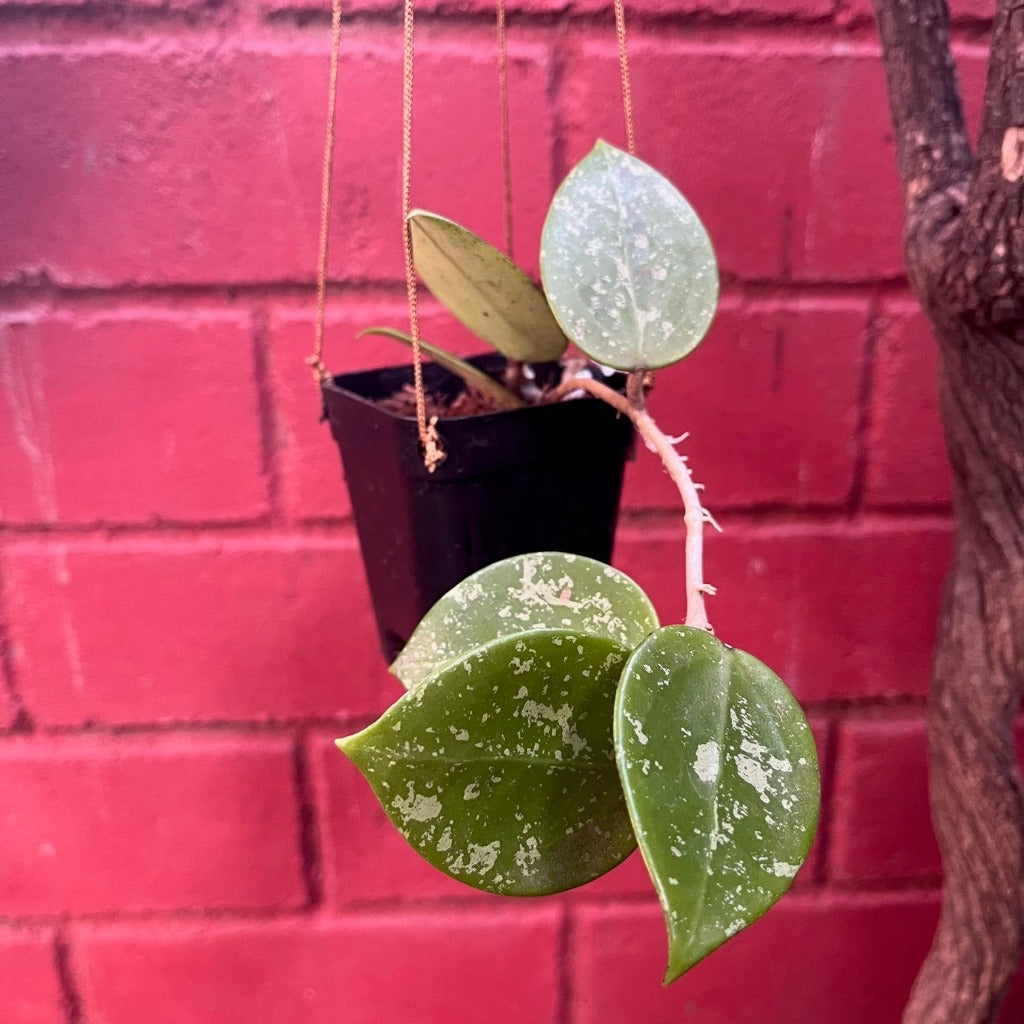 Hoya Parasitica Heart Splash Plant - myBageecha