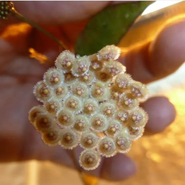 Hoya Shepherdii Plant