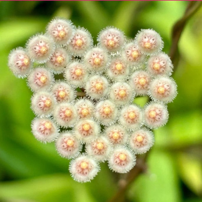 Hoya Parviflora Plant-myBageecha