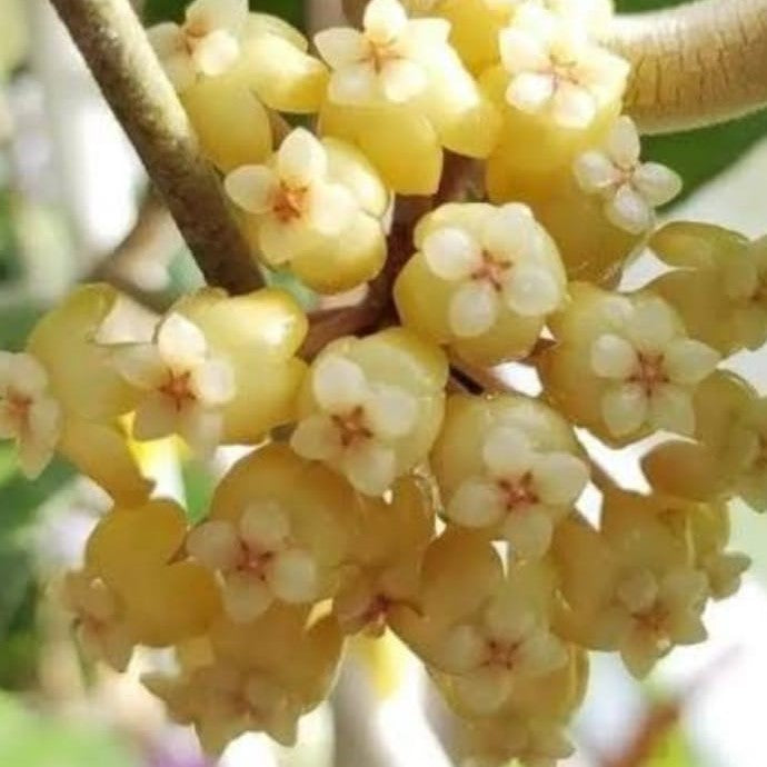 Hoya Svetlana Plant