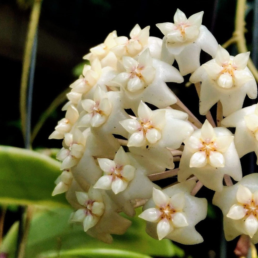 Hoya Verticillata green Plant