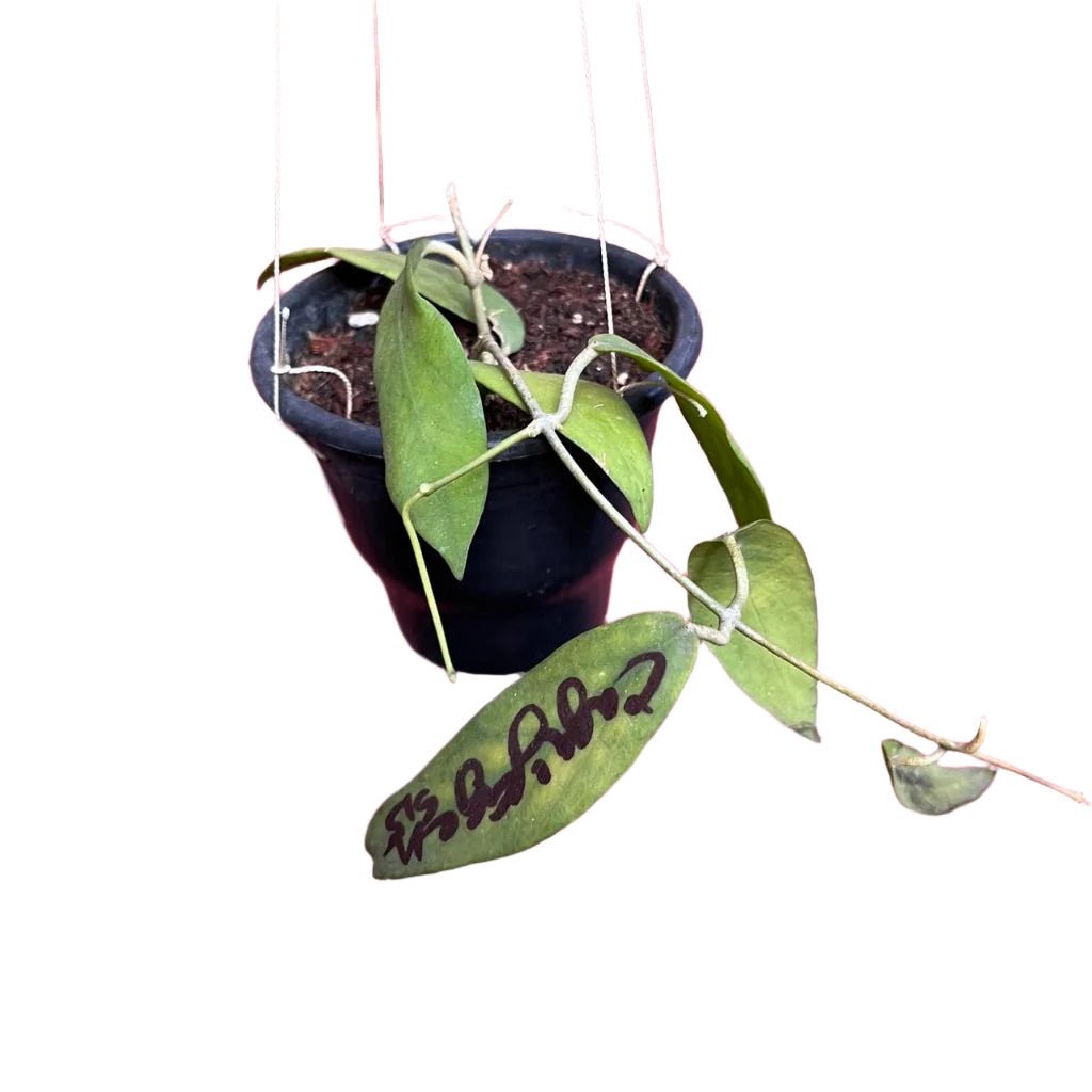 Hoya Cagayanensis Plant-myBageecha