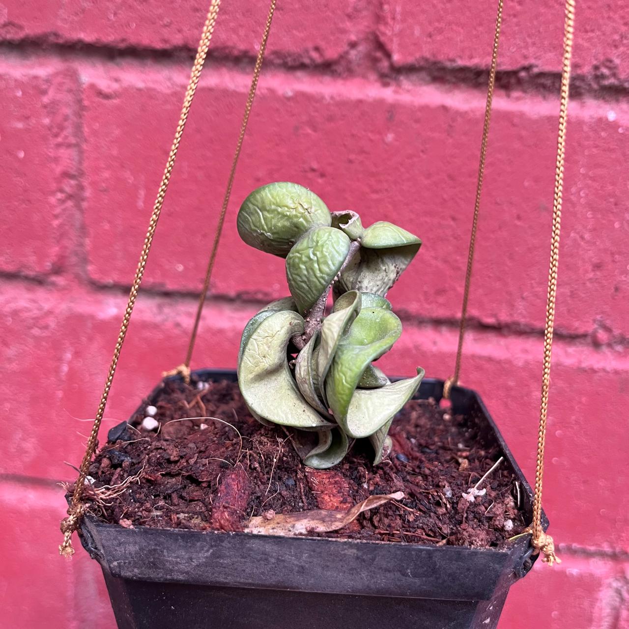 Hoya Carnosa Compacta Plant