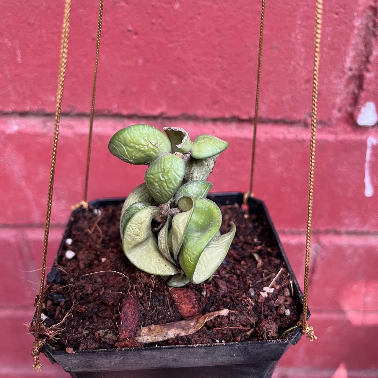 Hoya Carnosa Compacta Plant