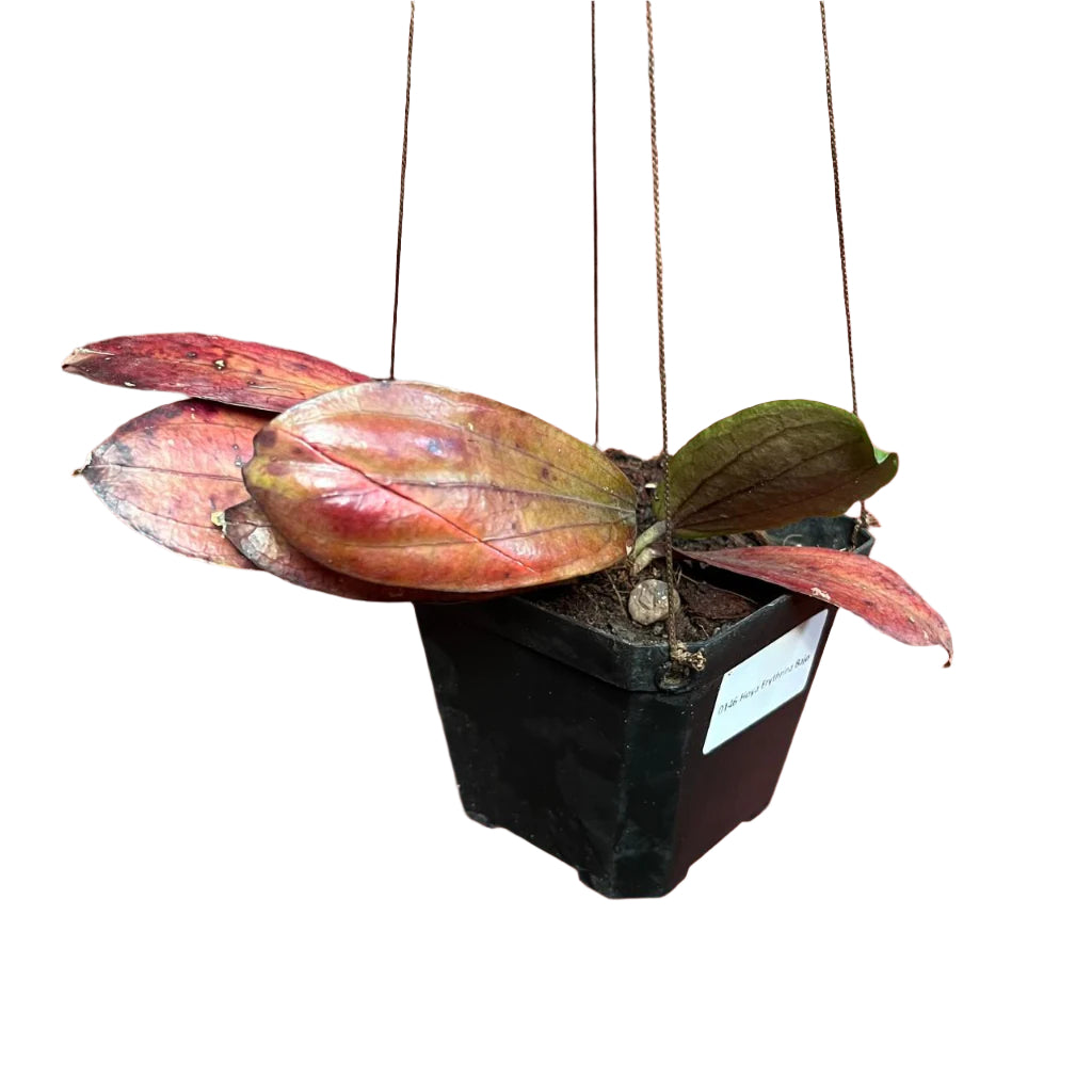 Hoya Erythrina Bajo Plant-myBageecha