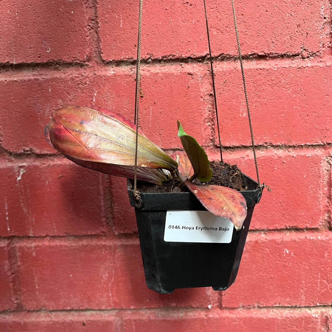 Hoya Erythrina Bajo Plant