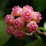 Hoya Heuschkeliana 'Variegata'-myBageecha