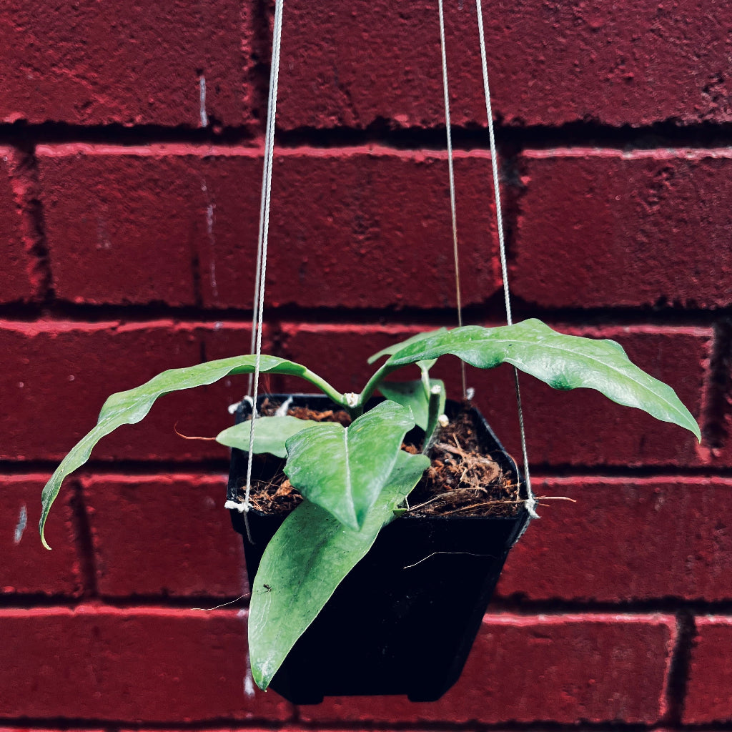 Hoya Imperialis white -myBageecha