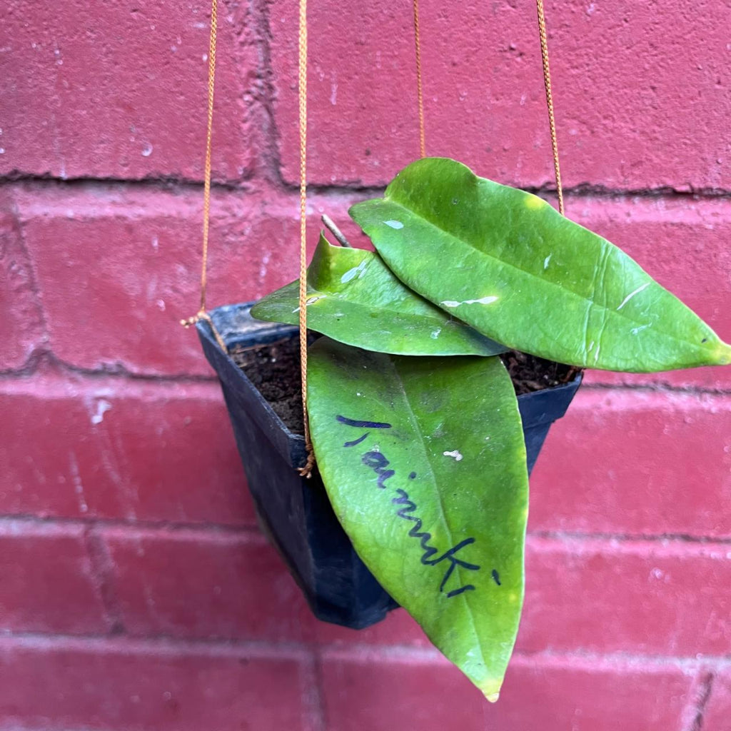 Hoya Kaimuki Plant-myBageecha