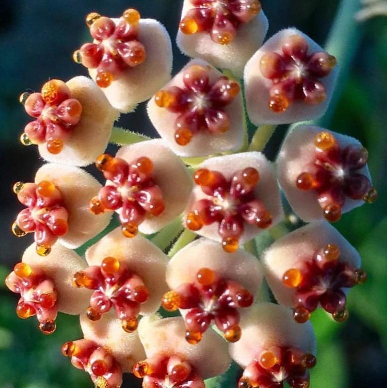 Hoya Kerri Albomarginata-myBageecha