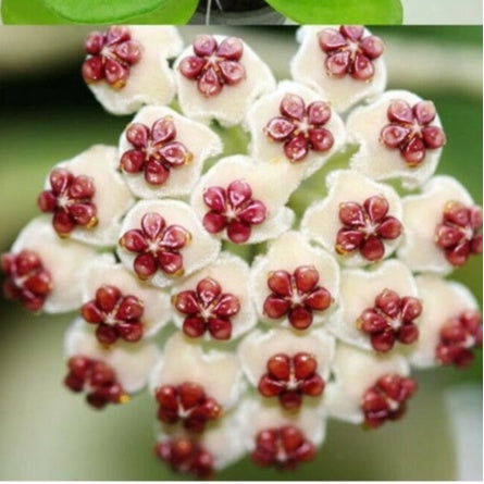 Hoya Kerrii Reverse Variegata-myBageecha