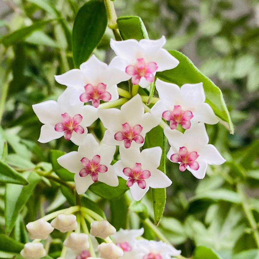 Hoya Lanceolata Bella Albomarginata Plant