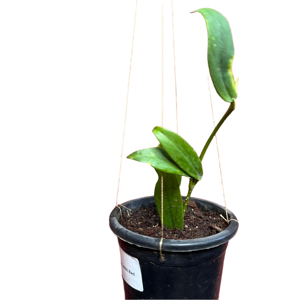 Hoya Lobbii Red Plant-myBageecha