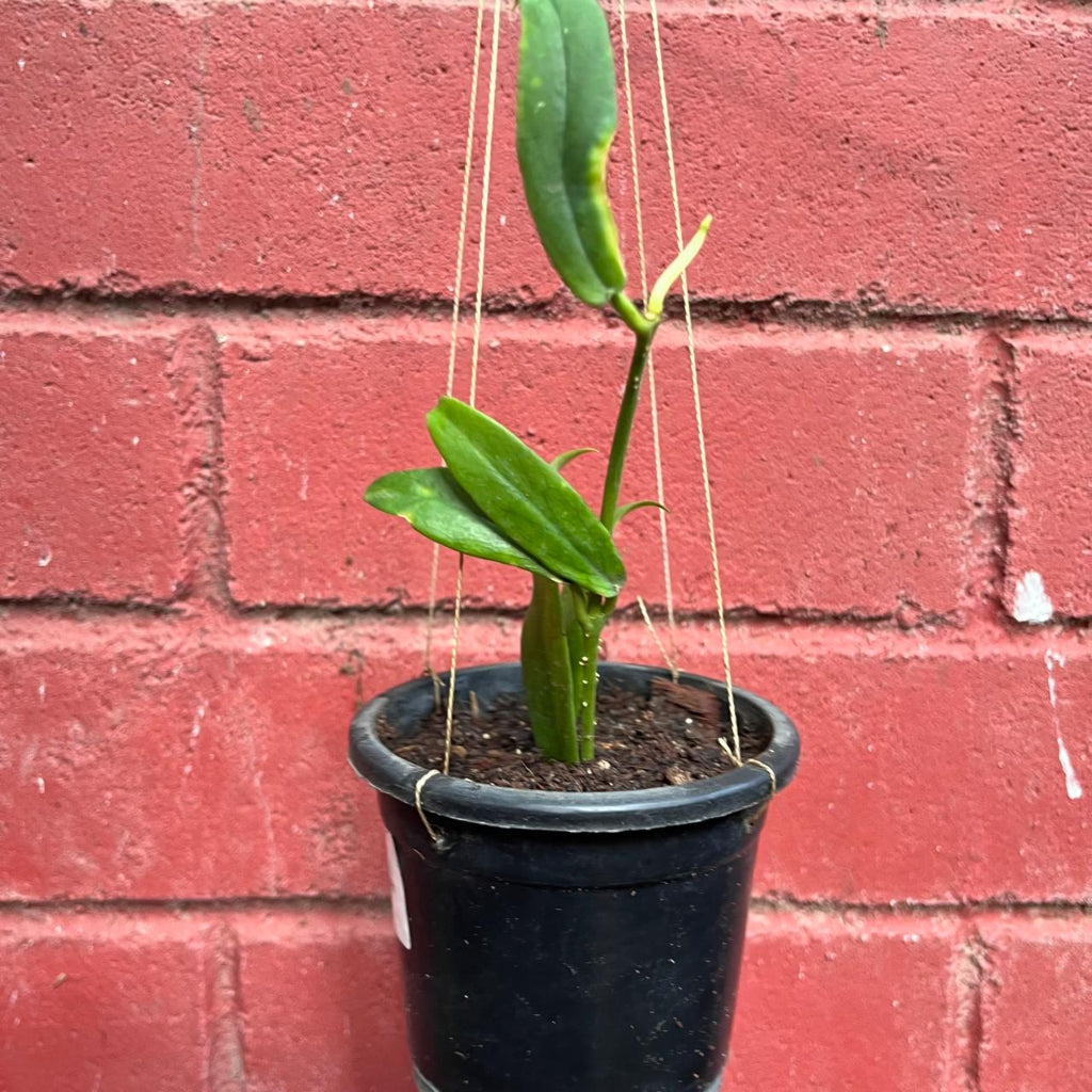 Hoya Lobbii Red Plant-mybageecha
