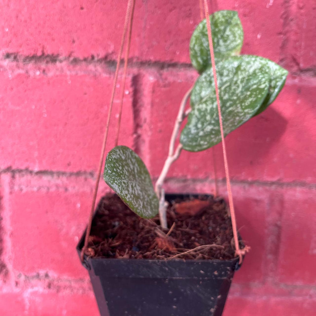 Hoya Obovata Splash-myBageecha