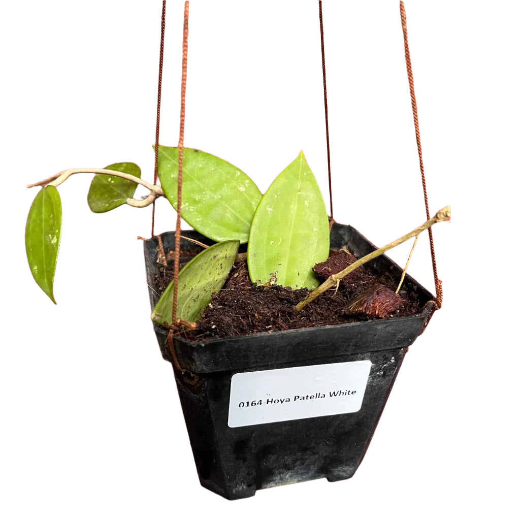 Hoya Patella White Plant-myBageecha