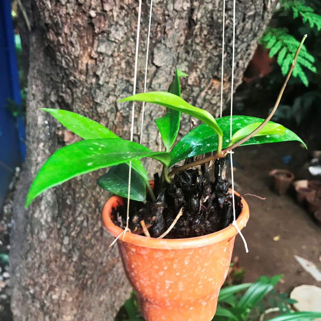 Hoya Pubicalyx trailing vine in a terracotta hanging pot suspended in front of a large tree trunk outdoors.