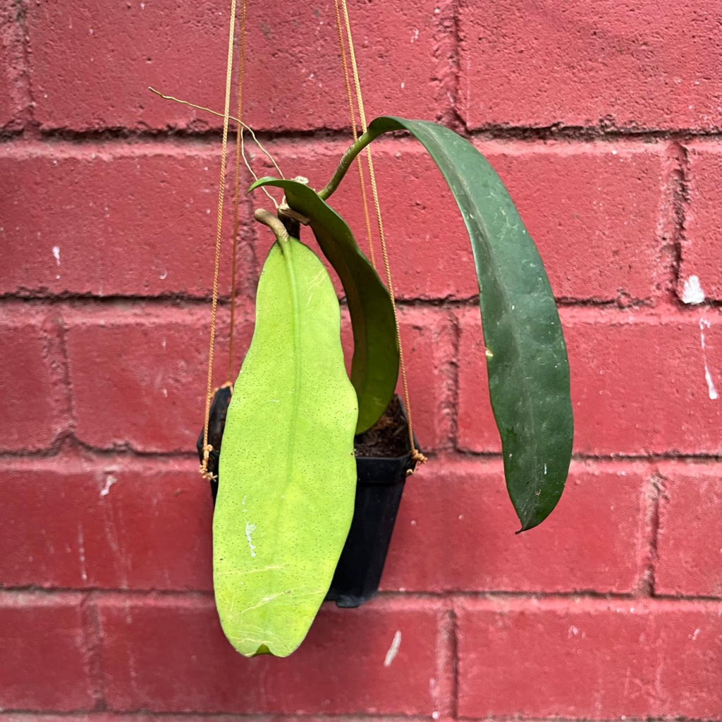 Hoya Treubiana Plant-myBageecha