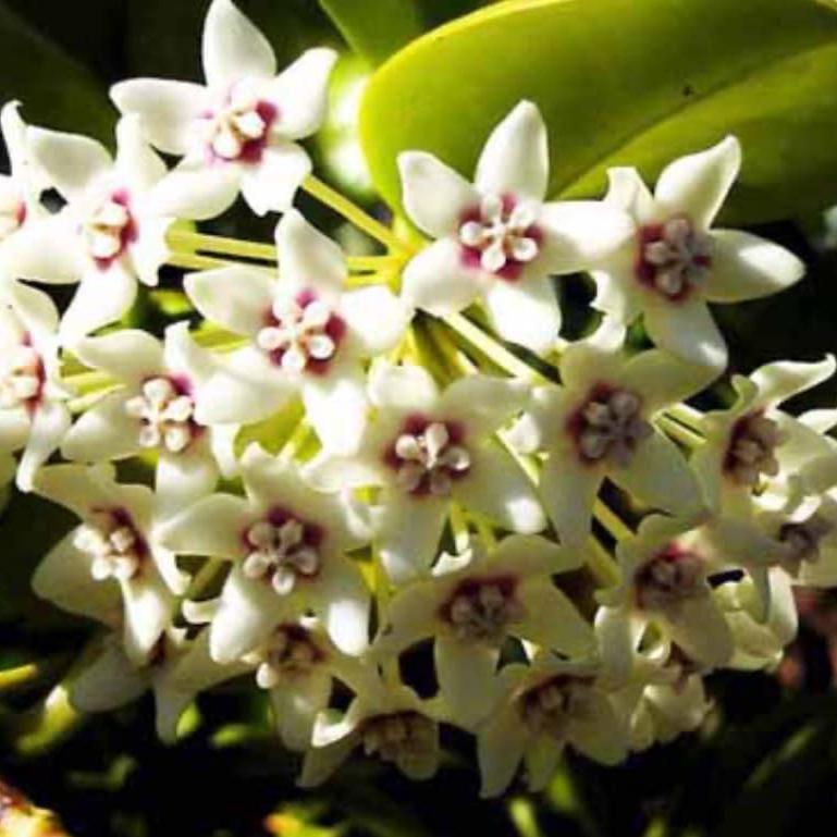 Hoya australis 'Lisa' -myBageecha