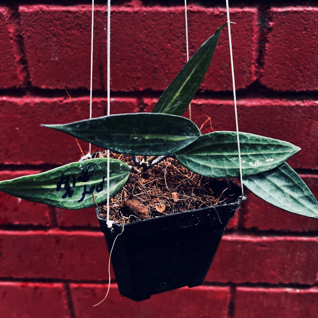 Hoya macrophylla Pot of God-myBageecha