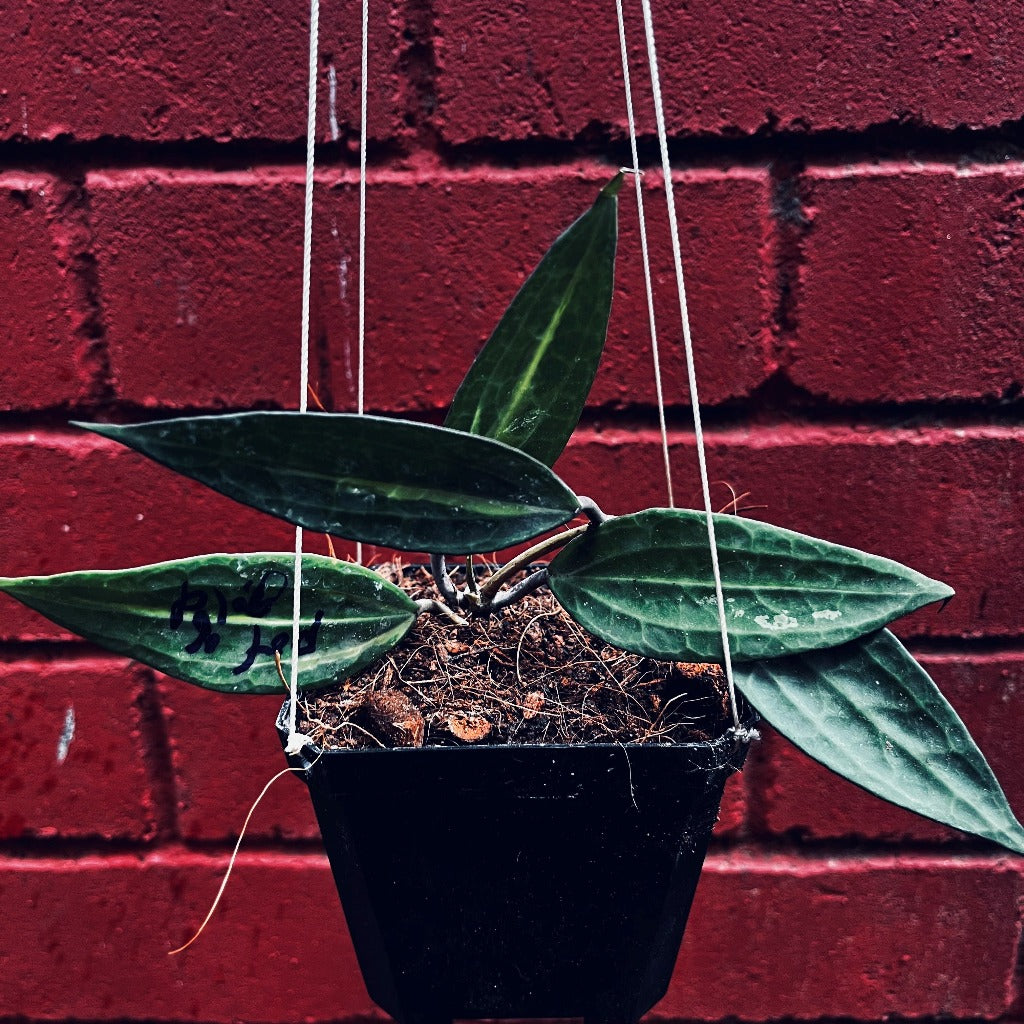 Hoya macrophylla Pot of God-myBageecha